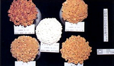 中央がホクトＭ-50、他は4種の在来品種
