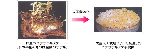 冬虫夏草(とうちゅうかそう)の人工栽培技術の開発
