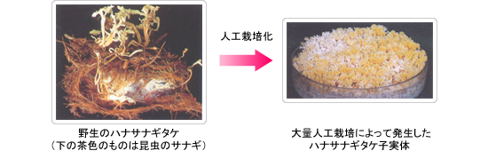 冬虫夏草（とうちゅうかそう）の人工栽培技術の開発