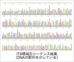 きのこの遺伝子解析による系統識別