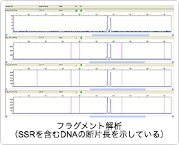 きのこの遺伝子解析による系統識別