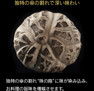 独特の傘の割れ“味の路”に味が染み込み、お料理の旨さを増幅させます