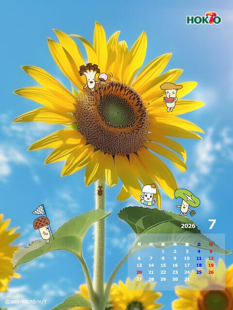 7月 初夏のひまわり観察